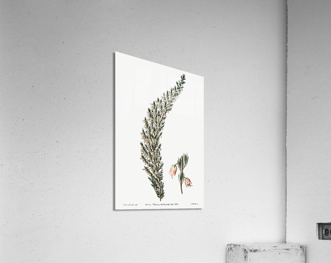 Bell-bearing heath from Edwards Botanical Register 1829-1847  by Sydenham Edwards John Lindley and James Ridgway. Acrylic Print