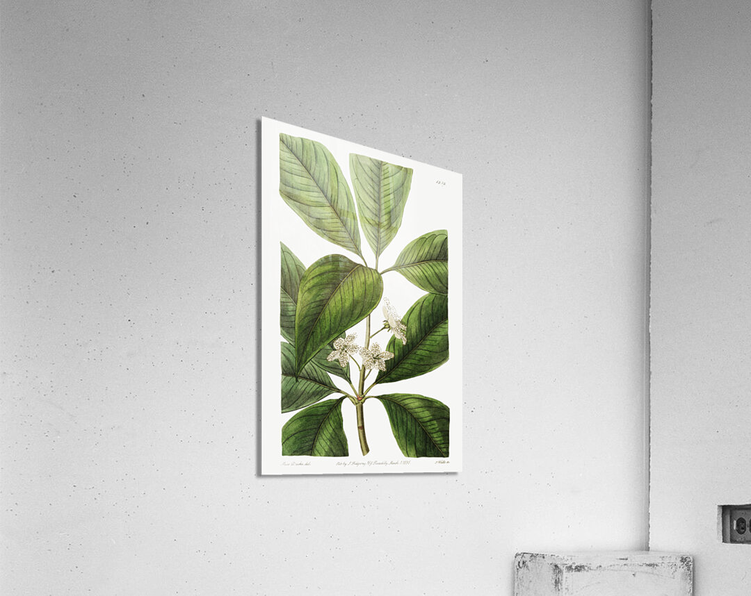 Large-leaved tristania from Edwards Botanical Register 1829-1847  by Sydenham Edwards John Lindley and James Ridgway. Acrylic Print