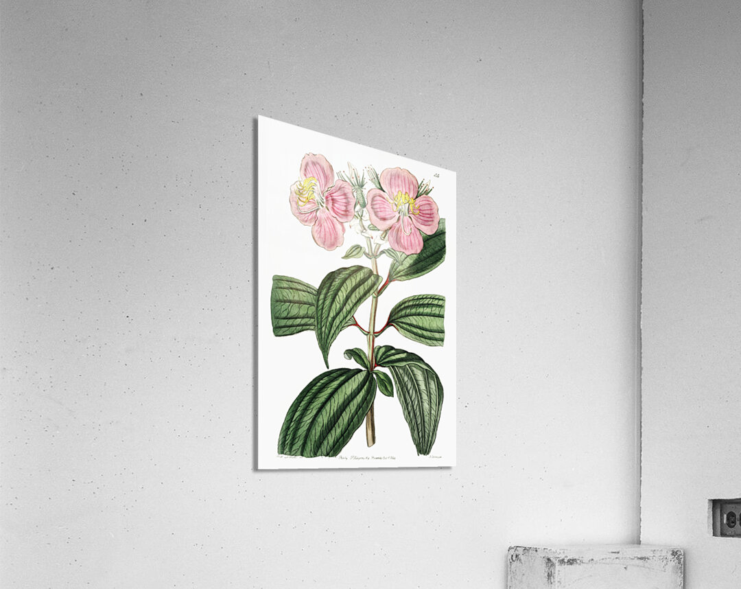 Starry osbeckia from Edwards Botanical Register 1829-1847  by Sydenham Edwards John Lindley and James Ridgway. Acrylic Print