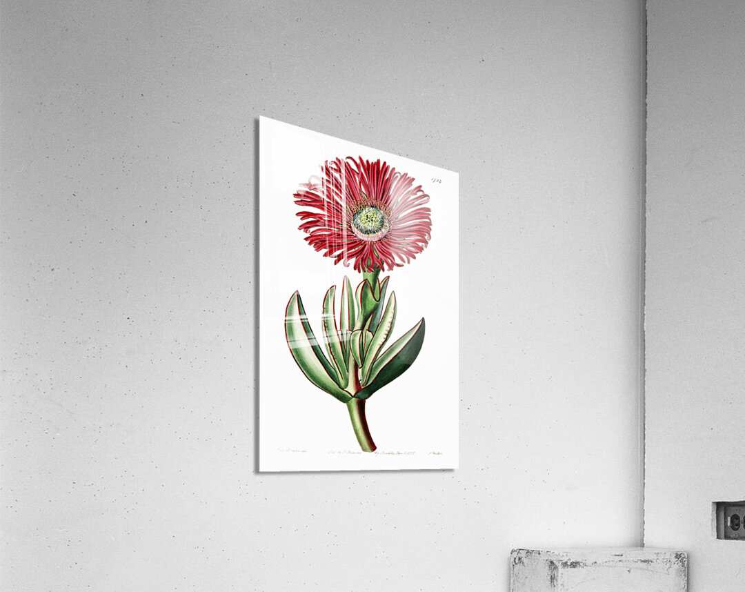 Red-Edged Fig Marigold from Edwards Botanical Register 1829-1847  by Sydenham Edwards John Lindley and James Ridgway. Acrylic Print