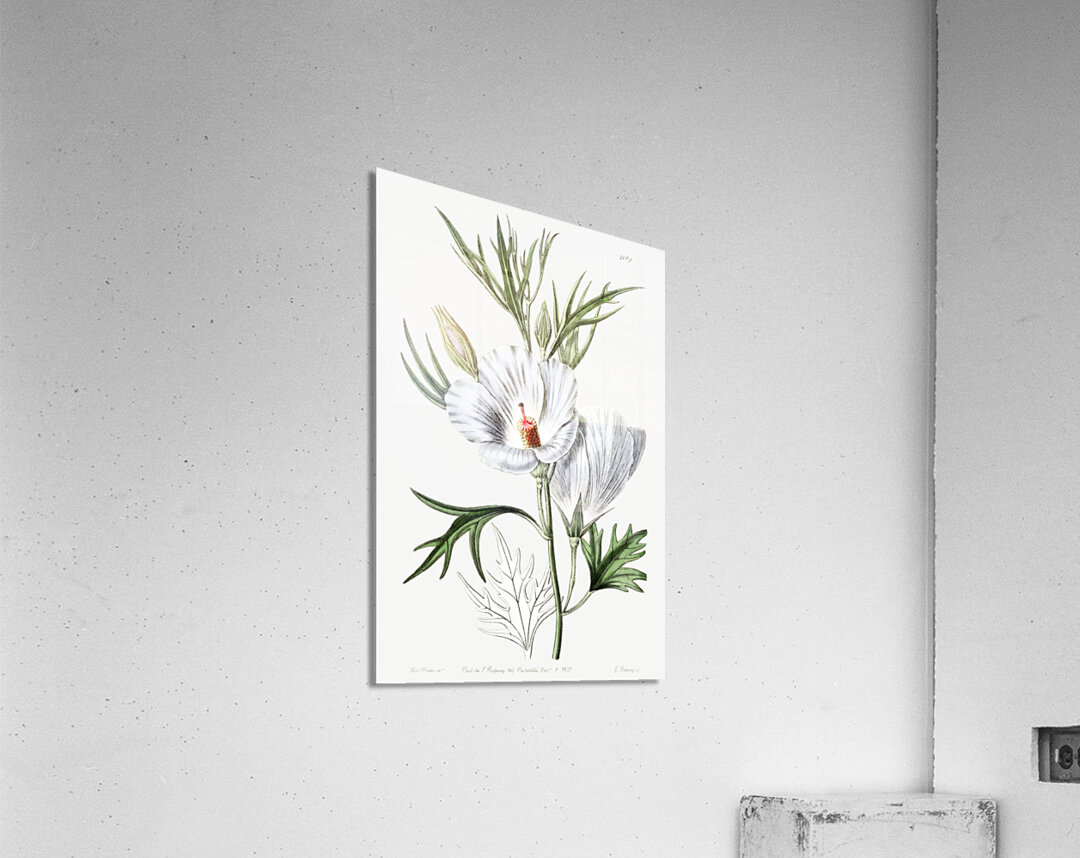 Lilac hibiscus from Edwards Botanical Register 1829-1847  by Sydenham Edwards John Lindley and James Ridgway. Acrylic Print
