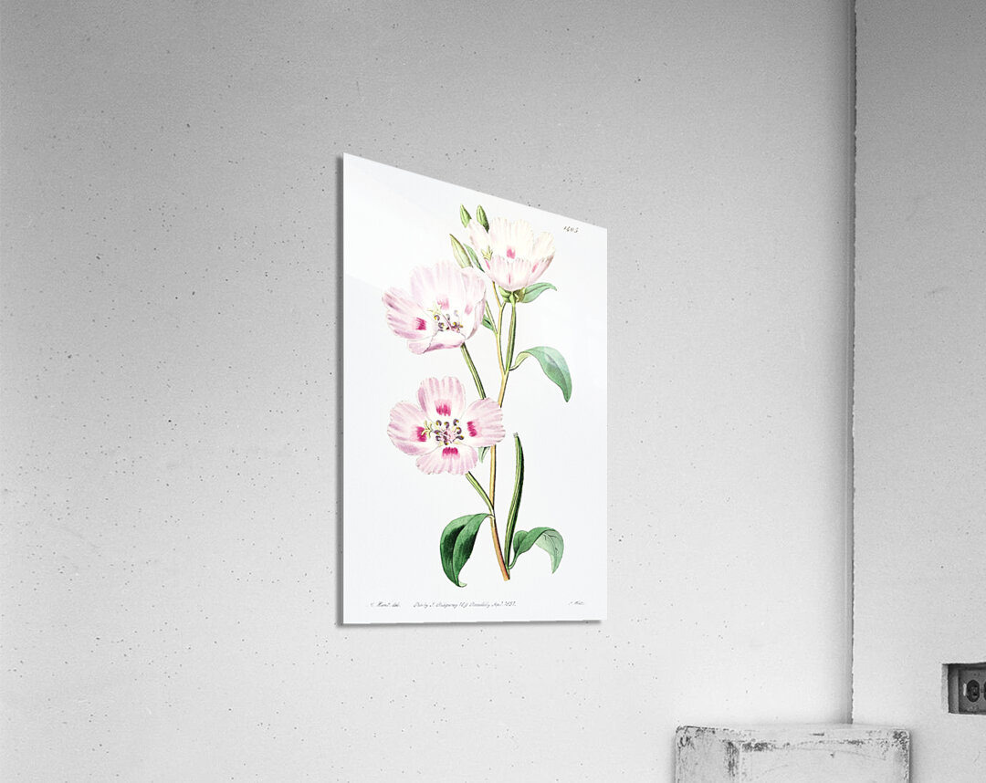 The spotted blush enothera from Edwards Botanical Register 1829-1847  by Sydenham Edwards John Lindley and James Ridgway. Acrylic Print
