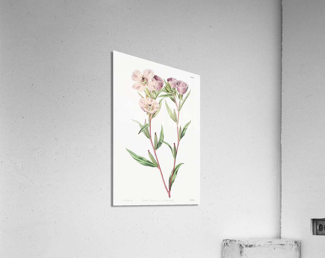 Pale Corona Amaryllis from Edwards Botanical Register 1829-1847  by Sydenham Edwards John Lindley and James Ridgway. Acrylic Print