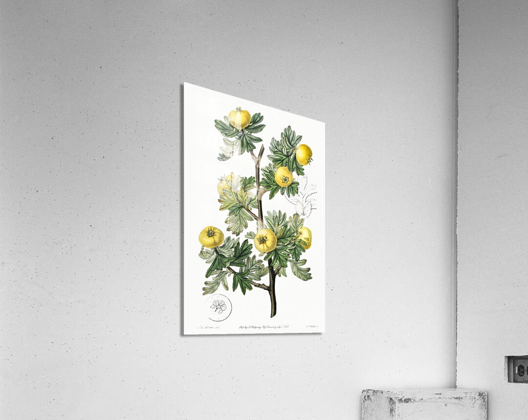 Tansy-leaved hawthorn from Edwards Botanical Register 1829-1847  by Sydenham Edwards John Lindley and James Ridgway. Acrylic Print