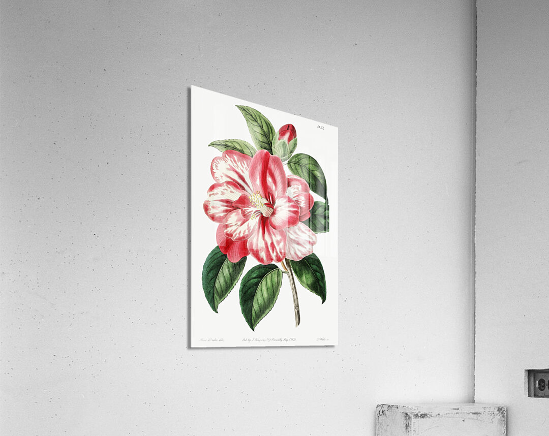 Donckelaers japan camelia from Edwards Botanical Register 1829-1847  by Sydenham Edwards John Lindley and James Ridgway. Acrylic Print