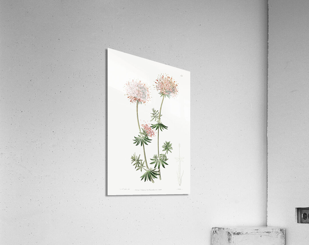 Long-styled crucianella from Edwards Botanical Register 1829-1847  by Sydenham Edwards John Lindley and James Ridgway. Acrylic Print