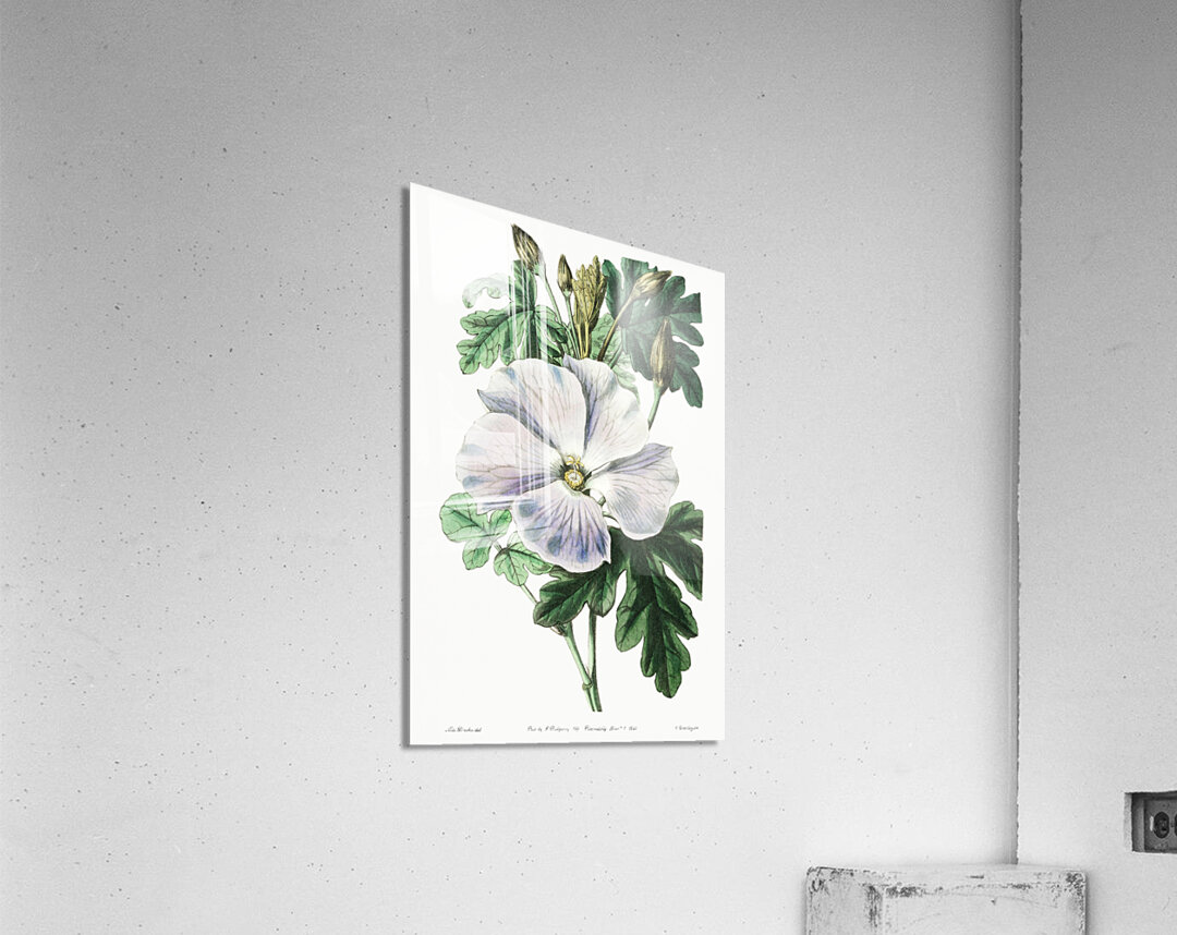 Mrs. Wrays hibiscus from Edwards Botanical Register 1829-1847  by Sydenham Edwards John Lindley and James Ridgway. Acrylic Print