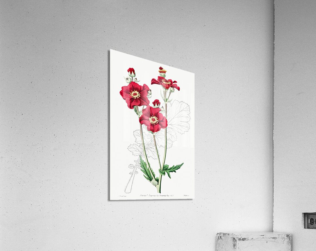 Chilian Guem from Edwards Botanical Register 1829-1847  by Sydenham Edwards John Lindley and James Ridgway. Acrylic Print