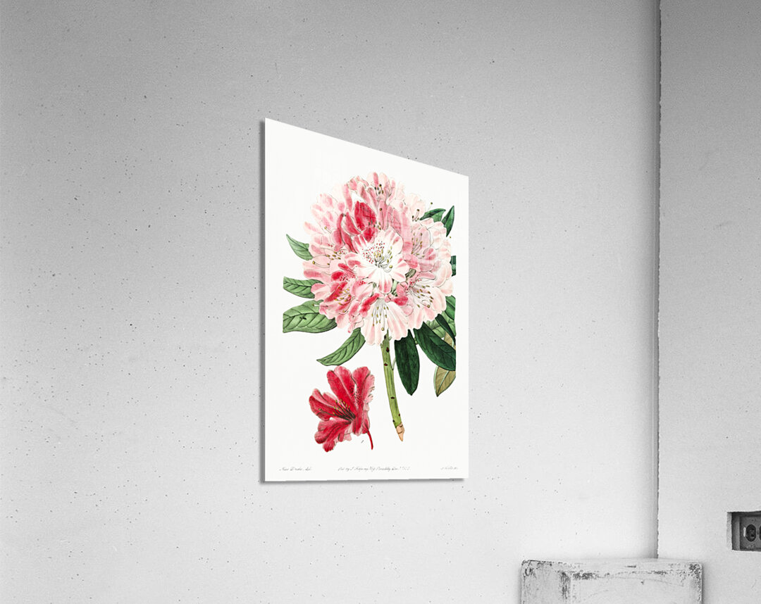 The lovely rhododendron from Edwards Botanical Register 1829-1847  by Sydenham Edwards John Lindley and James Ridgway. Acrylic Print
