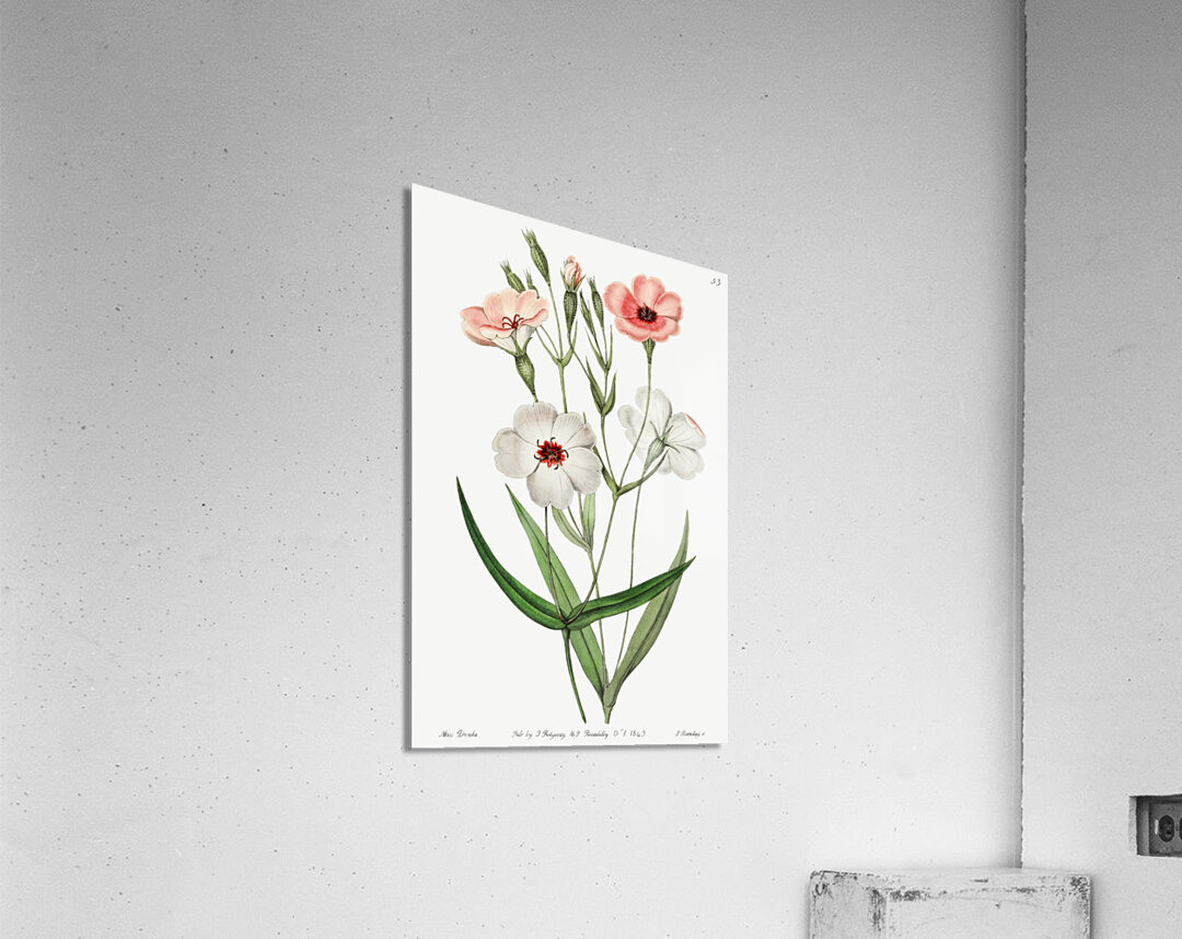 Dark-eyed viscaria from Edwards Botanical Register 1829-1847  by Sydenham Edwards John Lindley and James Ridgway. Acrylic Print