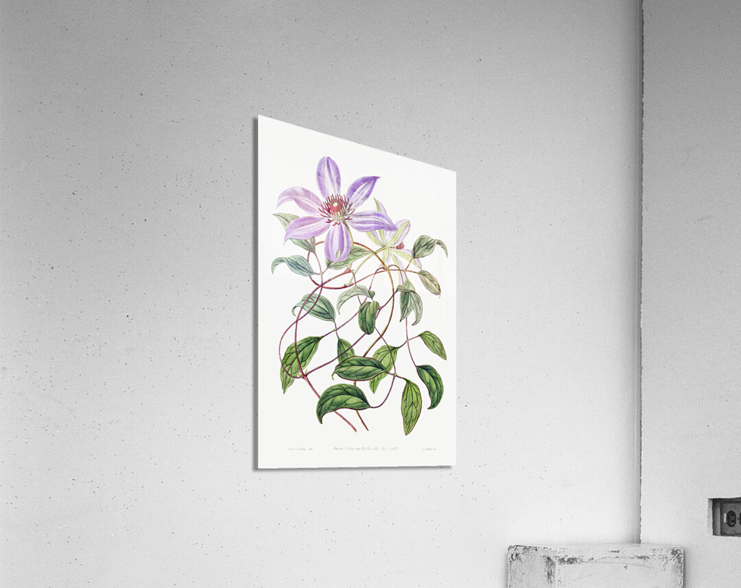 Violet clematis flower from Edwards Botanical Register 1829-1847  by Sydenham Edwards John Lindley and James Ridgway. Acrylic Print