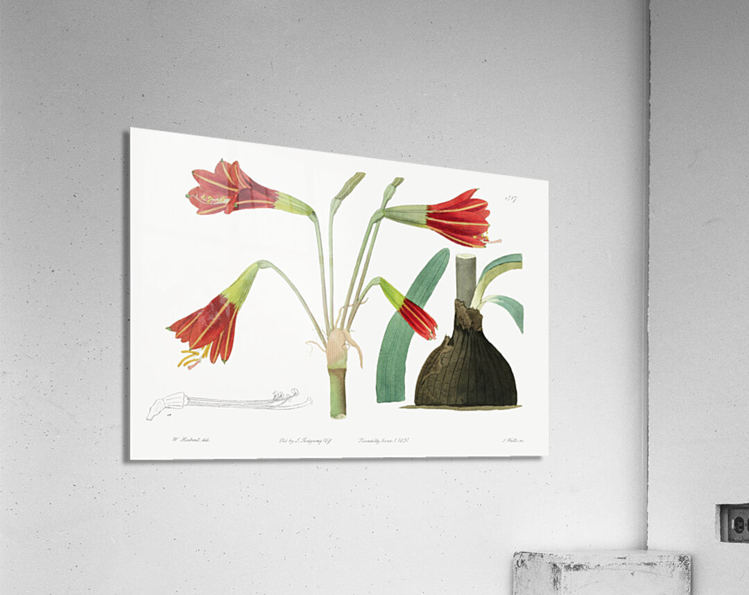 Habranthus phycelloides from Edwards Botanical Register 1829-1847  by Sydenham Edwards John Lindley and James Ridgway. Acrylic Print