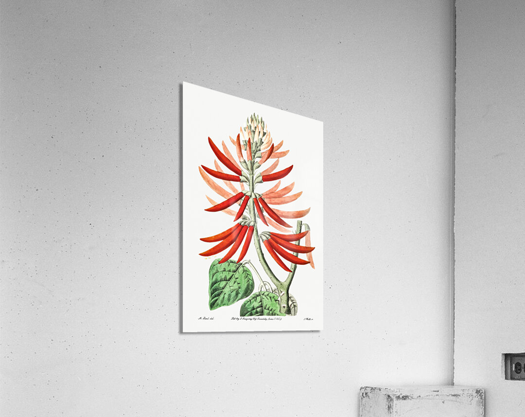 Naked-flowering Erythrina from Edwards Botanical Register 1829-1847  by Sydenham Edwards John Lindley and James Ridgway. Acrylic Print