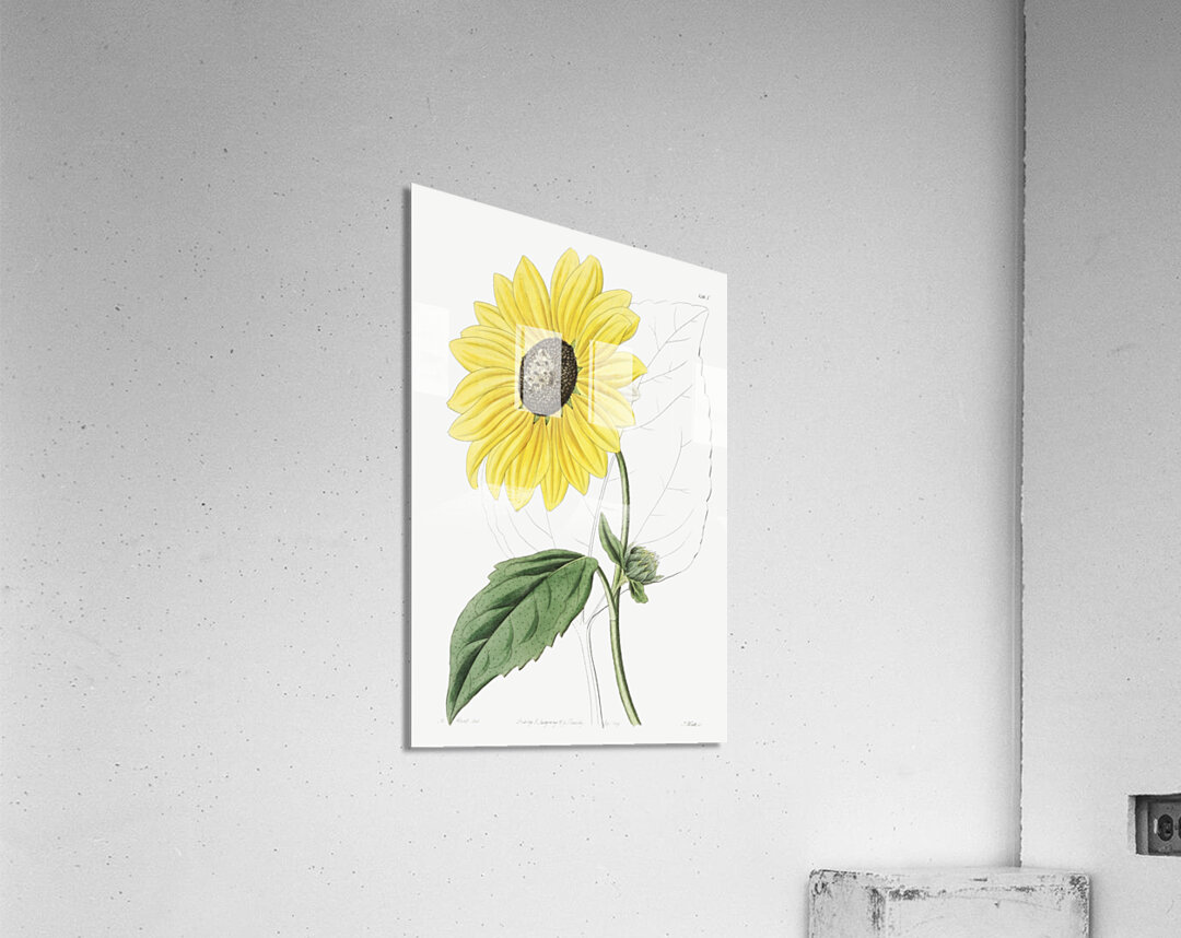 Californian Sunflower from Edwards Botanical Register 1829-1847  by Sydenham Edwards John Lindley and James Ridgway. Acrylic Print