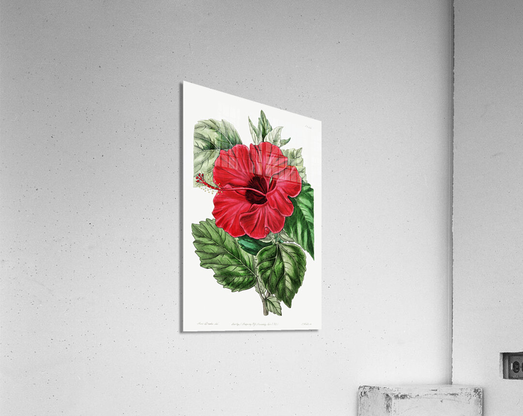 Single-flowered Chinese rose mallow from Edwards Botanical Register 1829-1847  by Sydenham Edwards John Lindley and James Ridgway. Acrylic Print