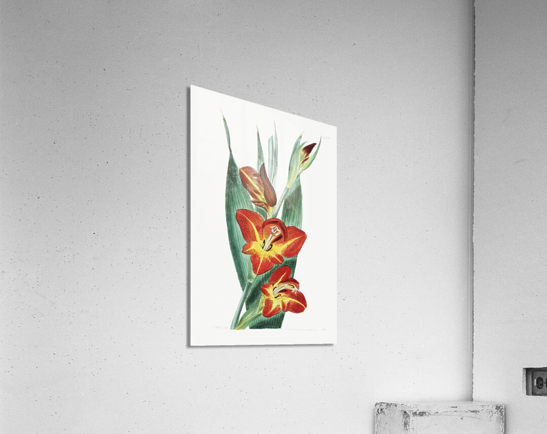 The parrot gladiole from Edwards Botanical Register 1829-1847  by Sydenham Edwards John Lindley and James Ridgway. Acrylic Print