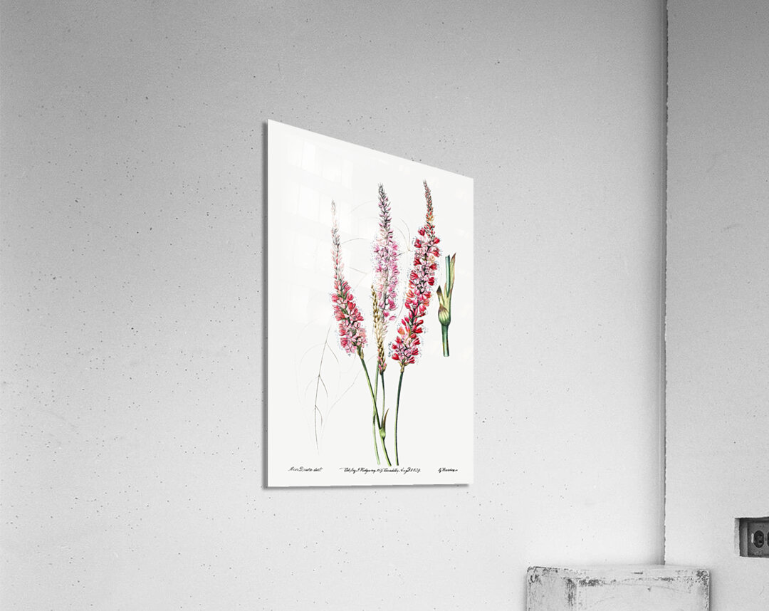 Stem-clasping polygonum from Edwards Botanical Register 1829-1847  by Sydenham Edwards John Lindley and James Ridgway. Acrylic Print