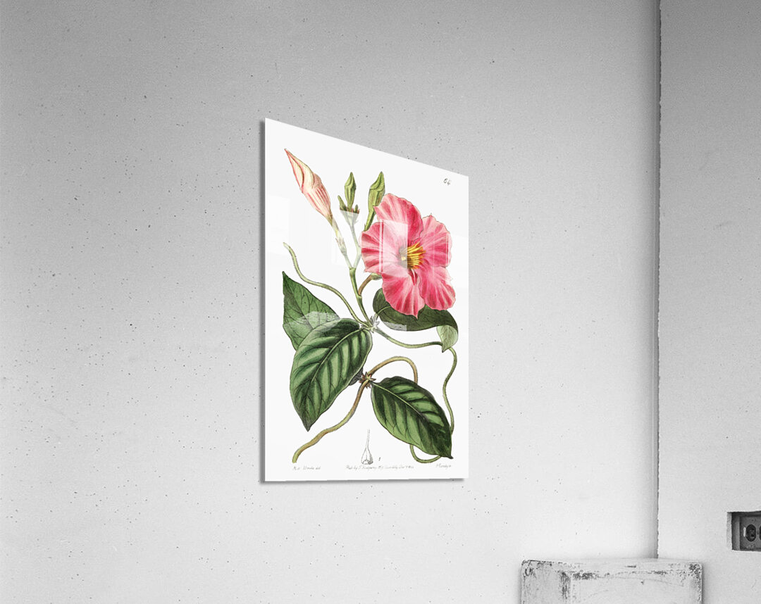 Knob-jointed dipladenia from Edwards Botanical Register 1829-1847  by Sydenham Edwards John Lindley and James Ridgway. Acrylic Print