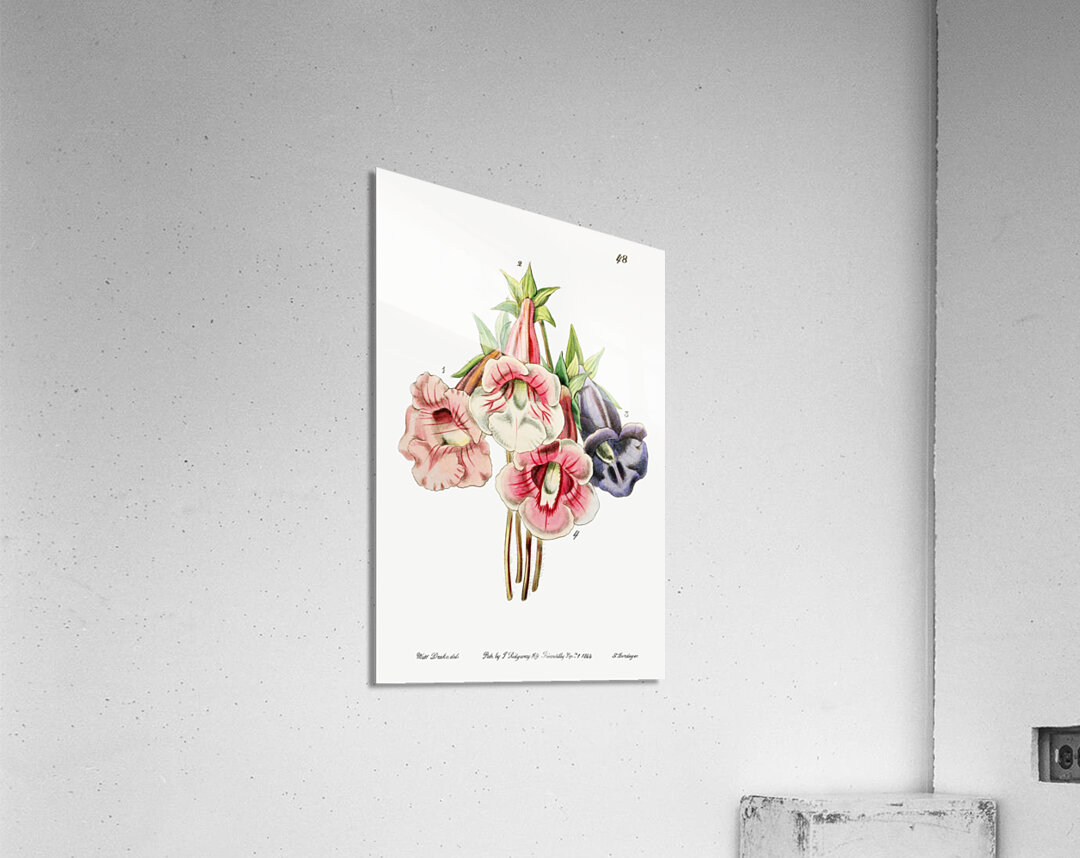 Gloxinia flower varieties from Edwards Botanical Register 1829-1847  by Sydenham Edwards John Lindley and James Ridgway. Acrylic Print