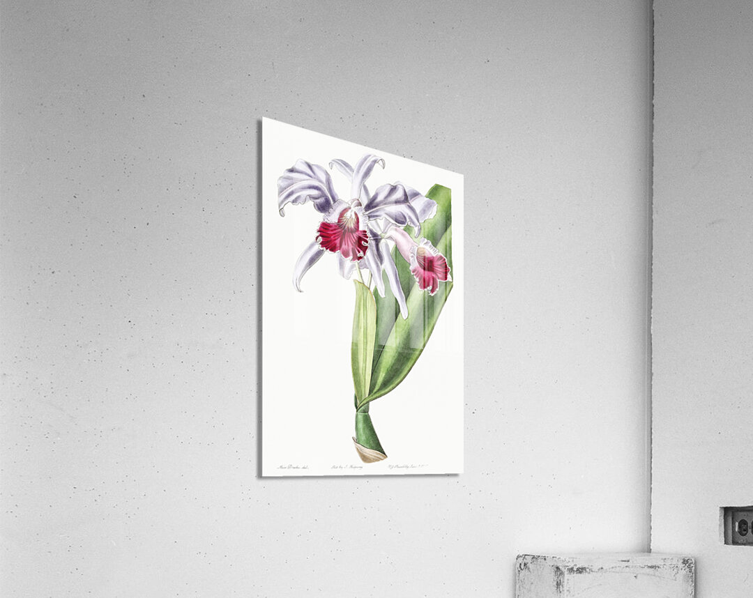 Crimson-lipped cattleya from Edwards Botanical Register 1829-1847  by Sydenham Edwards John Lindley and James Ridgway. Acrylic Print