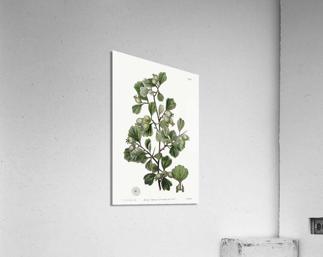 Spathula-leaved thorn from Edwards Botanical Register 1829-1847  by Sydenham Edwards John Lindley and James Ridgway. Acrylic Print