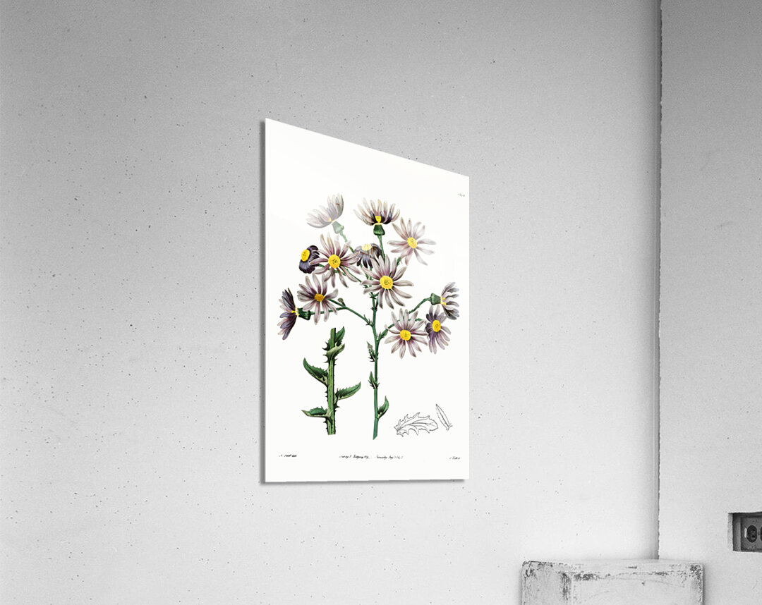Lilac senecio from Edwards Botanical Register 1829-1847  by Sydenham Edwards John Lindley and James Ridgway. Acrylic Print