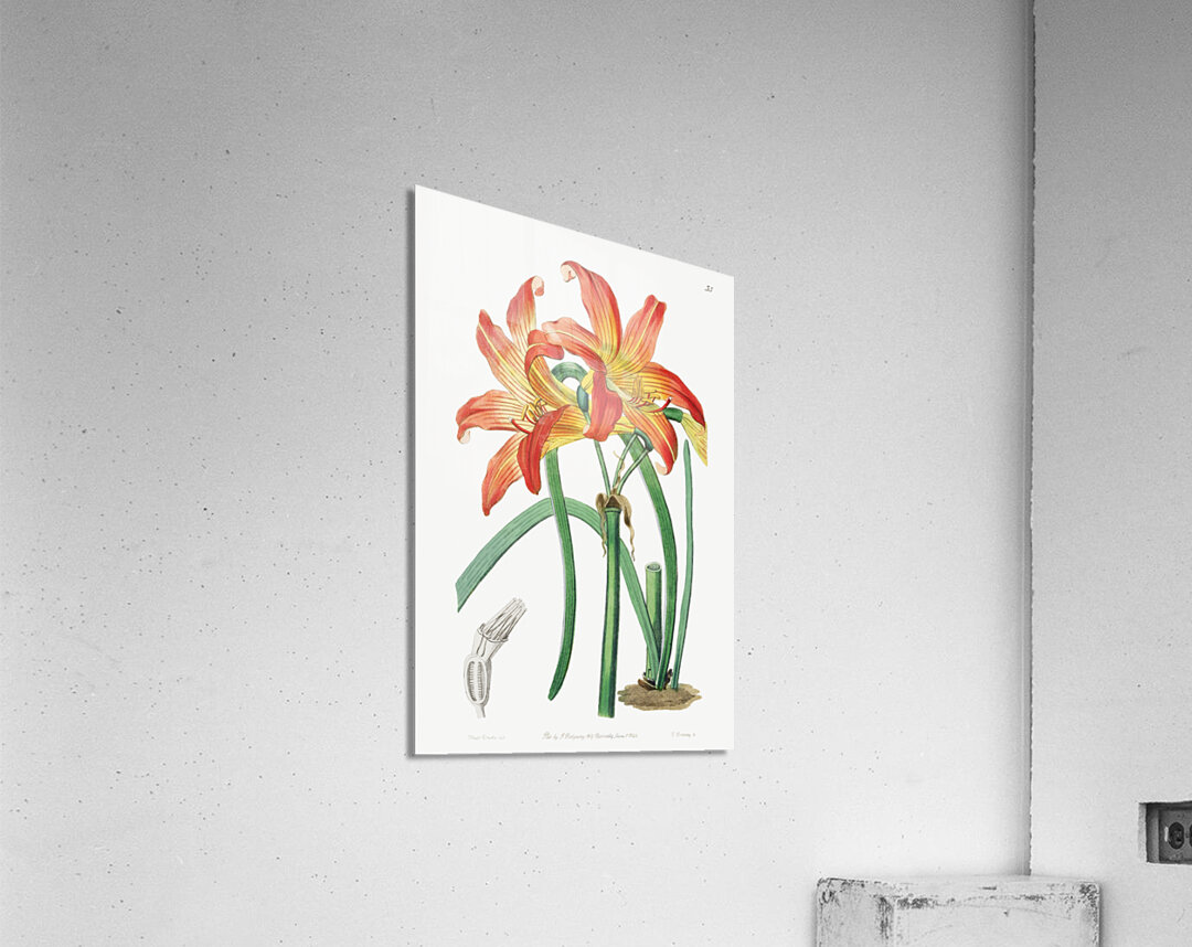 Meadow habranthus from Edwards Botanical Register 1829-1847  by Sydenham Edwards John Lindley and James Ridgway. Acrylic Print