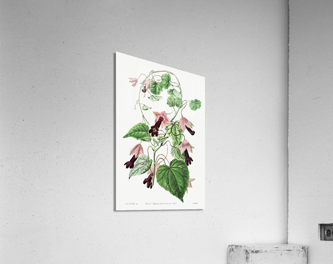 Twinning red-cloak from Edwards Botanical Register 1829-1847  by Sydenham Edwards John Lindley and James Ridgway. Acrylic Print