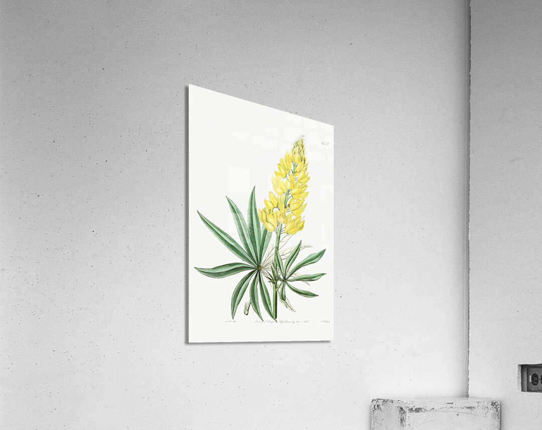 Yellow perennial lupine from Edwards Botanical Register 1829-1847  by Sydenham Edwards John Lindley and James Ridgway. Acrylic Print