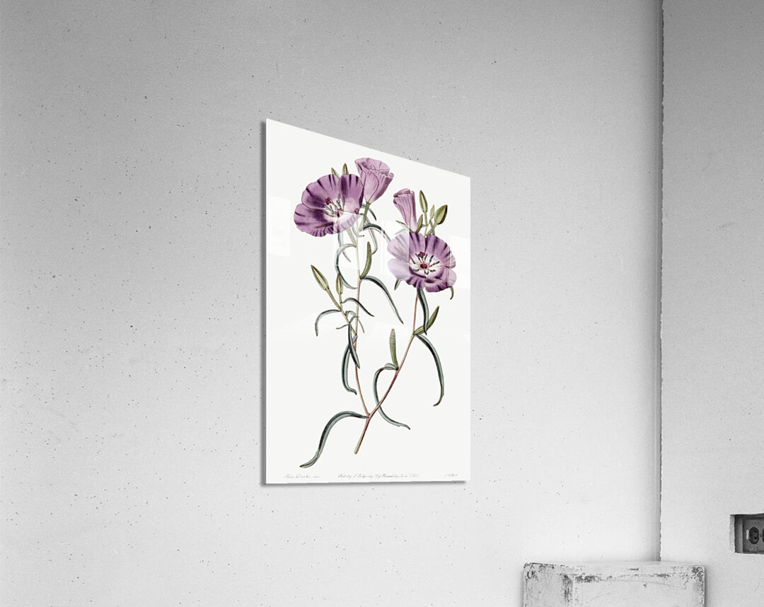 Large Purple Chilian Evening Primrose from Edwards Botanical Register 1829-1847  by Sydenham Edwards John Lindley and James Ridgway. Acrylic Print