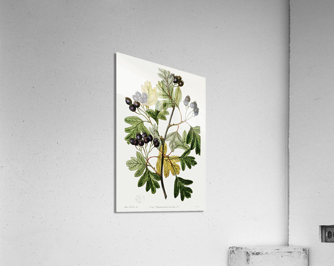 Broad-leaved thorn from Edwards Botanical Register 1829-1847  by Sydenham Edwards John Lindley and James Ridgway. Acrylic Print