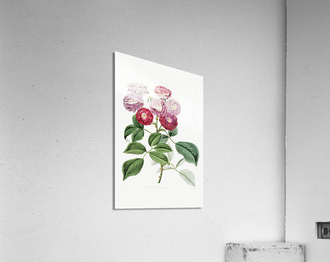 The seven sisters rose from Edwards Botanical Register 1829-1847  by Sydenham Edwards John Lindley and James Ridgway. Acrylic Print