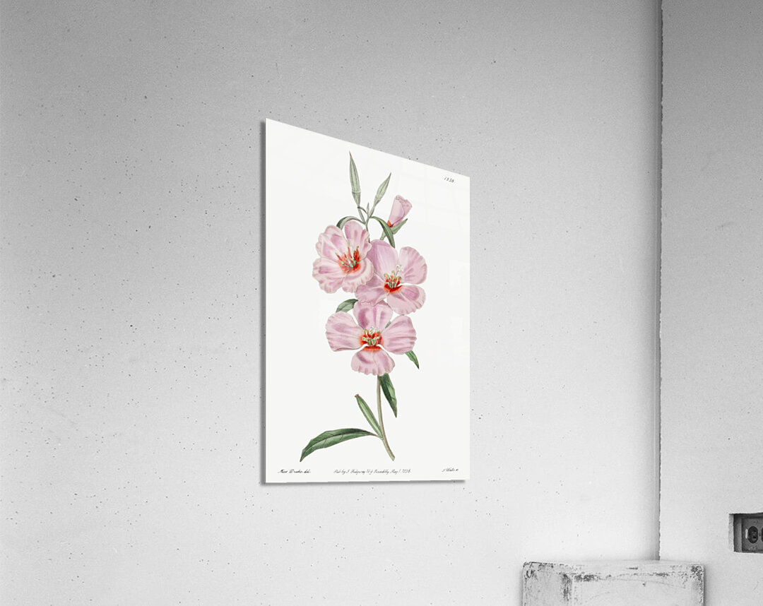 Ruddy godetia from Edwards Botanical Register 1829-1847  by Sydenham Edwards John Lindley and James Ridgway. Acrylic Print