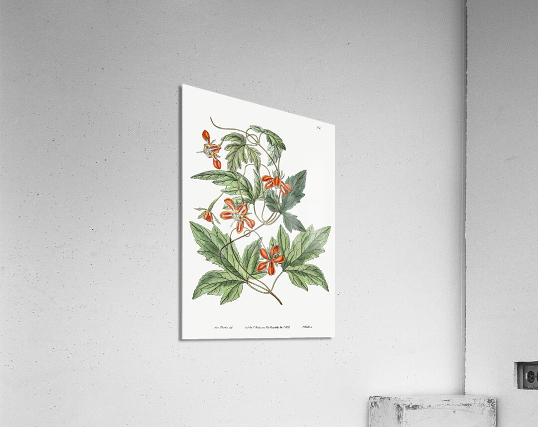 Red loasa from Edwards Botanical Register 1829-1847  by Sydenham Edwards John Lindley and James Ridgway. Acrylic Print