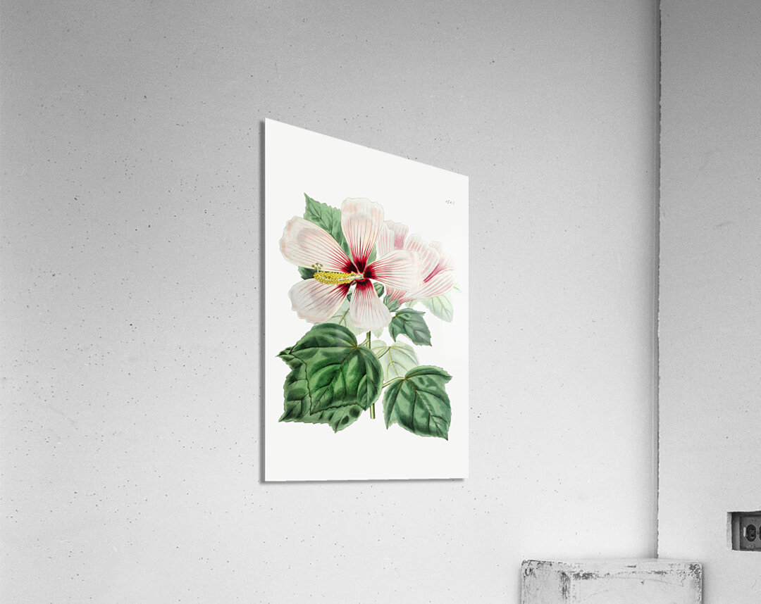 Marsh hibiscus from Edwards Botanical Register 1829-1847  by Sydenham Edwards John Lindley and James Ridgway. Acrylic Print