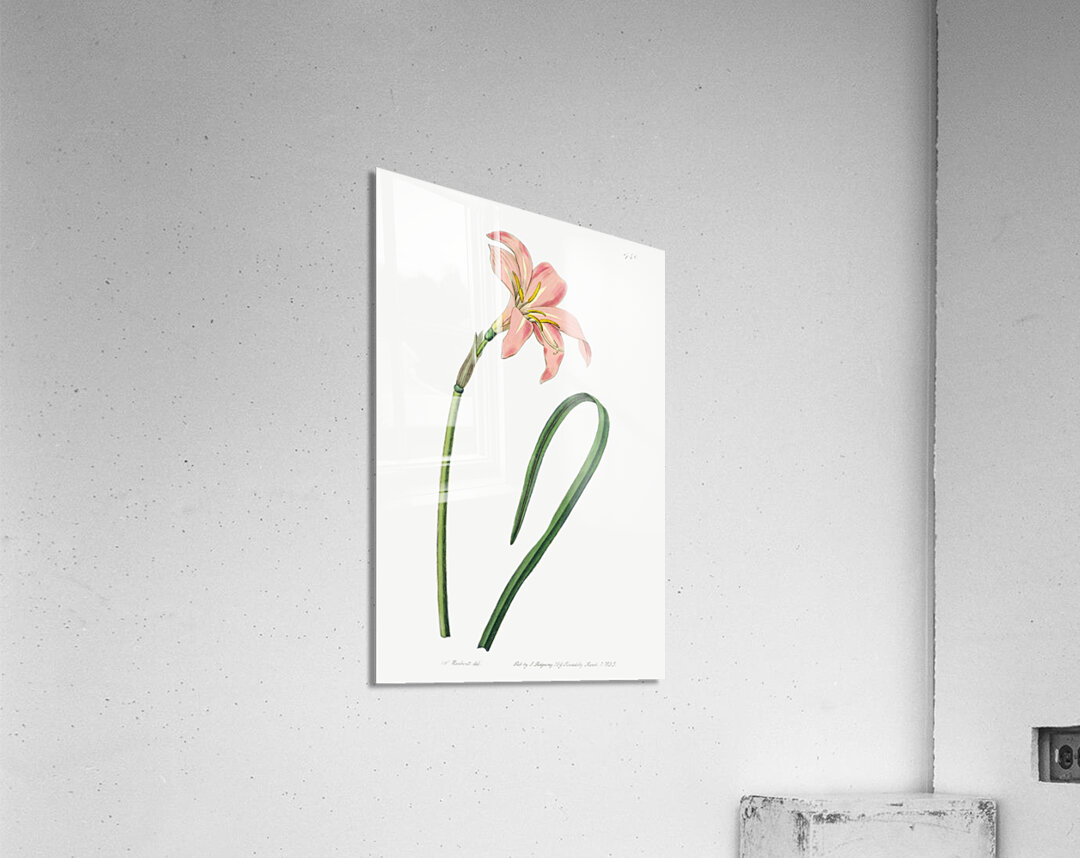 Spofforth Zephyranthes from Edwards Botanical Register 1829-1847  by Sydenham Edwards John Lindley and James Ridgway. Acrylic Print