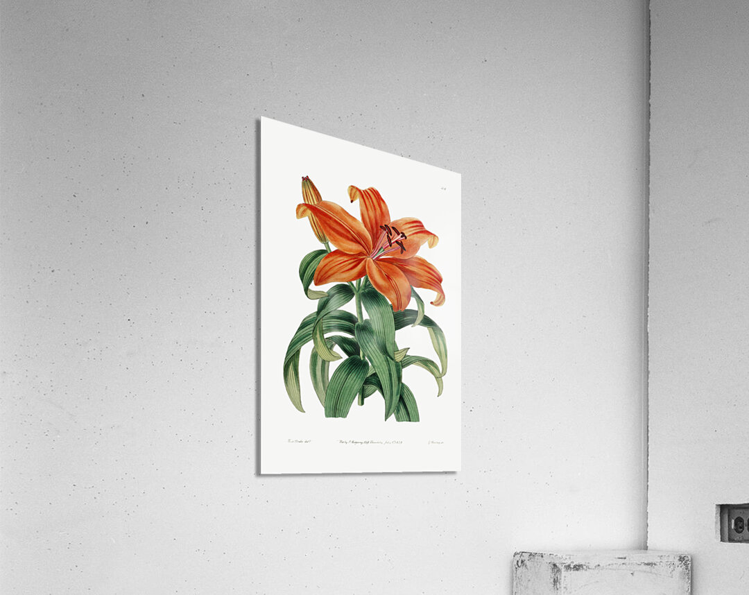 Thunbergs orange lily from Edwards Botanical Register 1829-1847  by Sydenham Edwards John Lindley and James Ridgway. Acrylic Print