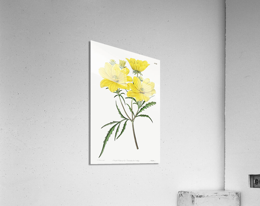 Golden coreopsis from Edwards Botanical Register 1829-1847  by Sydenham Edwards John Lindley and James Ridgway. Acrylic Print