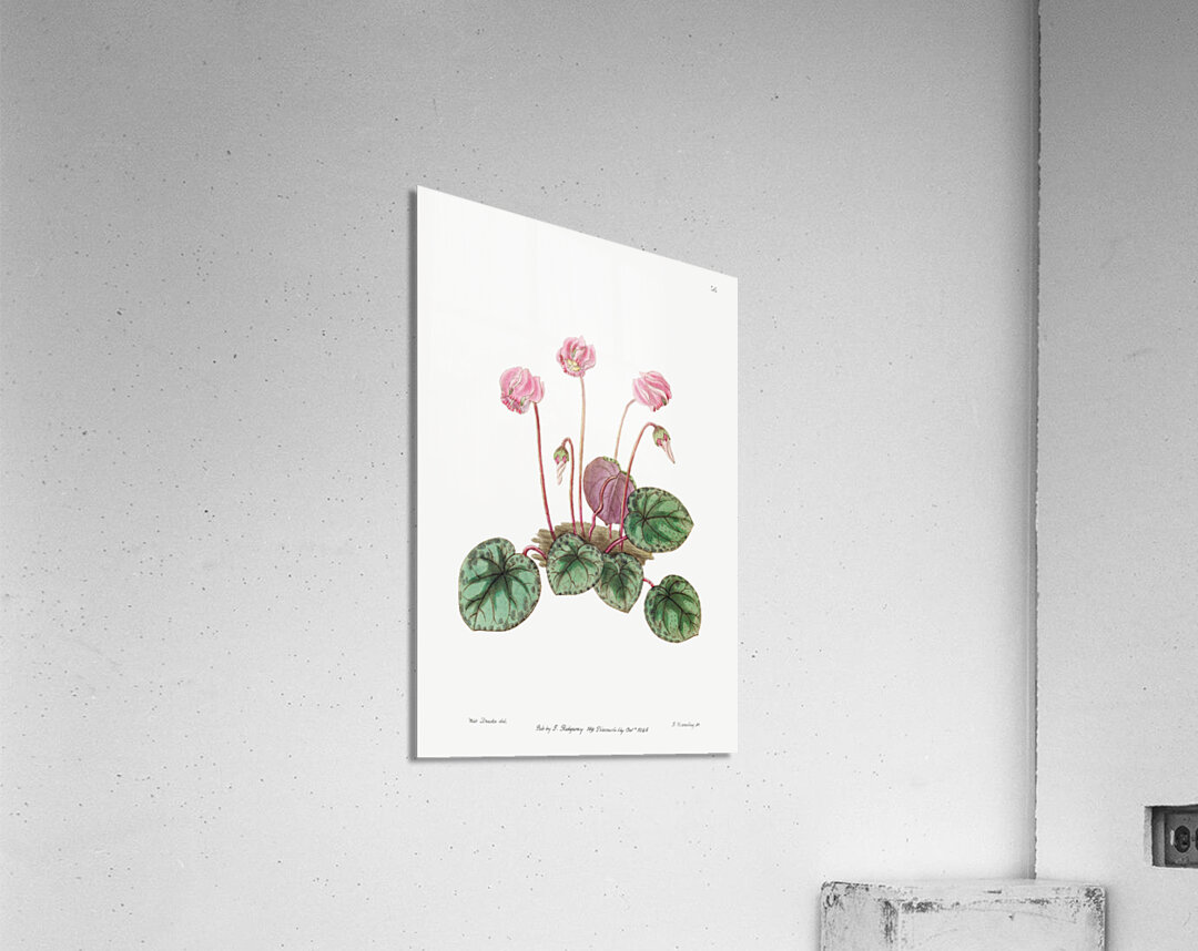 Shore cyclamen from Edwards Botanical Register 1829-1847  by Sydenham Edwards John Lindley and James Ridgway. Acrylic Print