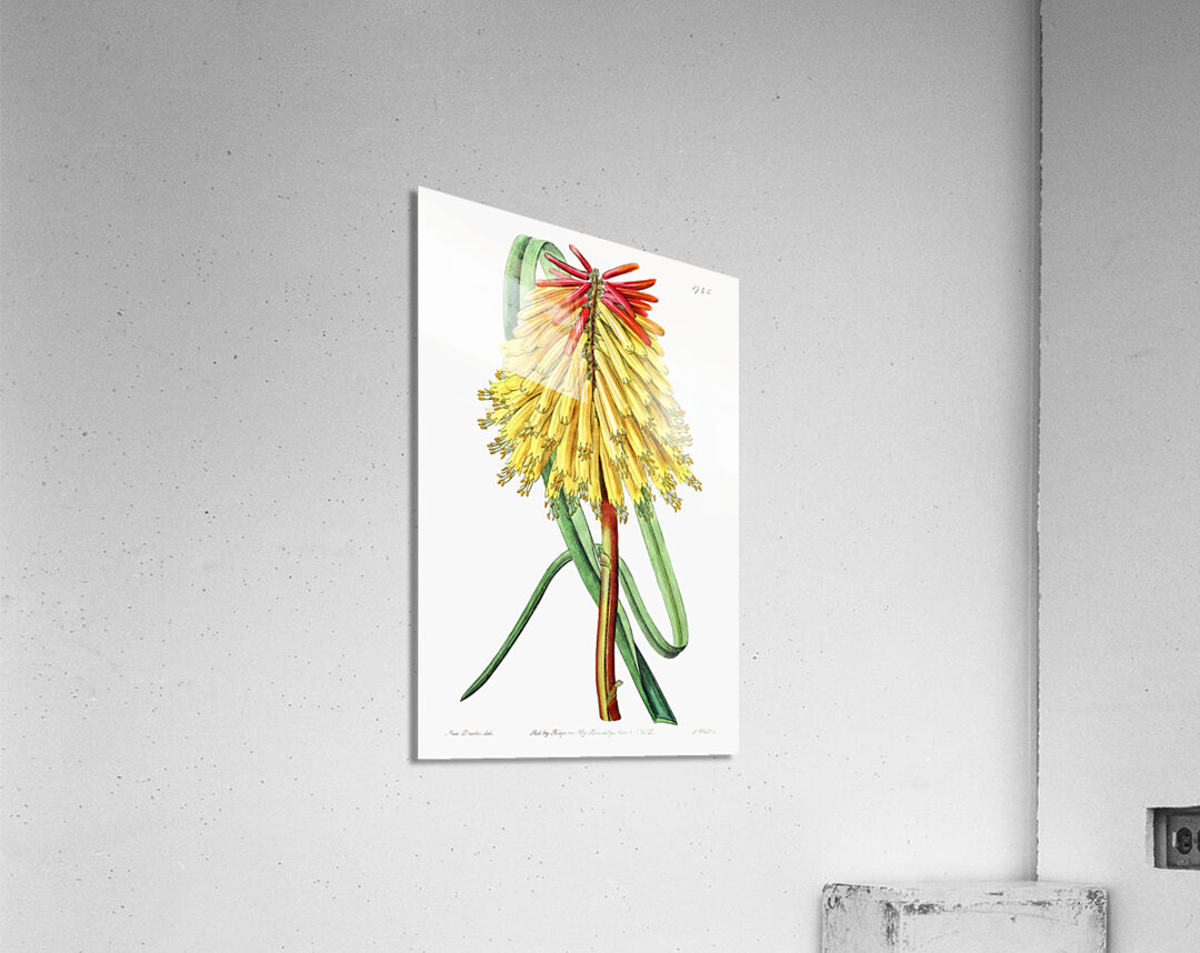 Burchells tritoma from Edwards Botanical Register 1829-1847  by Sydenham Edwards John Lindley and James Ridgway. Acrylic Print