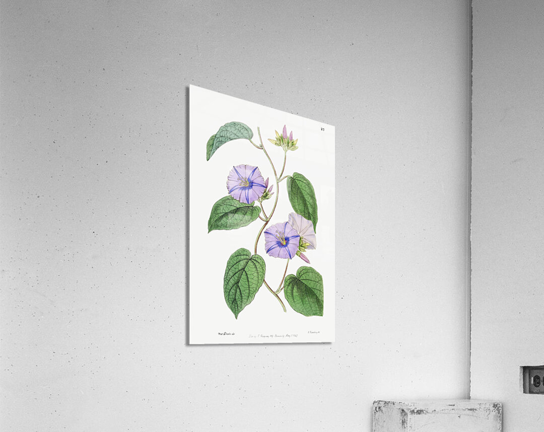 Hoary jacquemontia from Edwards Botanical Register 1829-1847  by Sydenham Edwards John Lindley and James Ridgway. Acrylic Print