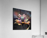 Zebra Stripe Splash Flower By ISHISH Acrylic Print