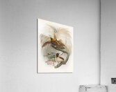 Paradisea minor 1873 Acrylic Print