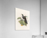 Paradigalla carunculata 1873 Acrylic Print