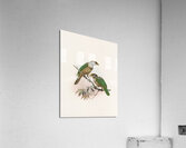 Ailuraedus buccoides 1873 Acrylic Print