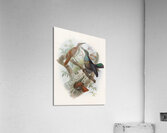 Ptiloris magnificus 1873 Acrylic Print