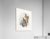 Drepanornis Albertis 1873 Acrylic Print