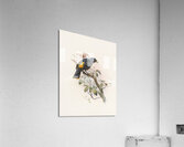 Ptilonorhynchus Rawnsleyi 1873 Acrylic Print