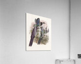 Epimachus Ellioti 1873 Acrylic Print