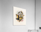 Sericulus melinus 1873 Acrylic Print